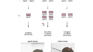 Recessive and Dominant Lethal Allele Lecture [upl. by Abehsat865]