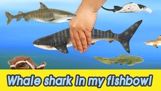 EN 53 Lets raise Whale shark in my fishbowl kids education Animals animationㅣCoCosToy [upl. by Shamus]