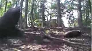 Crowders Mountain State Park Boulders Access Area [upl. by Erine]