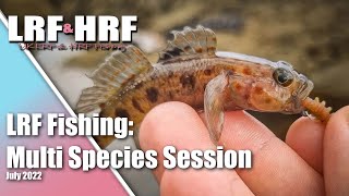 LRF Fishing Multi Species Session in South Devon [upl. by Tandie]