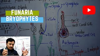 Funaria structure and life cycle Bryophytes by sir Fida onlineclasses Biology [upl. by Hayyikaz]