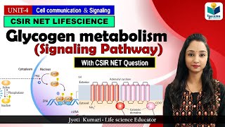 Glycogen Metabolism Signaling  GPCR Pathway  Cell signaling  CSIR NET 2024 [upl. by Hax]