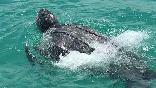 Leatherback turtle dives deeper than a Navy sub smashing world record in the process [upl. by Pembrook]