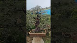 Casuarina bonsai formal upright [upl. by Colis796]