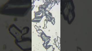 Crystallization Process Under a Microscope  Copper Sulpate Crystallization  Learn Practically [upl. by Nomelc13]