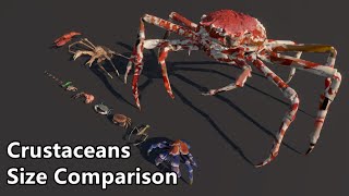 Crustaceans Size Comparison  The largest crab in the world [upl. by Eldnar940]