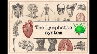 General anatomy  14 The lymphatic system part2 lymphoid organs [upl. by Akerahs]