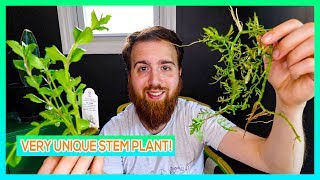 WATER WISTERIA  AQUARIUM STEM PLANT CARE GUIDE [upl. by Orose]