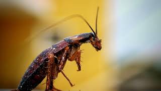 2 Hours Cockroach Cricket Sound at Night [upl. by Lanaj]