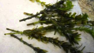 Propagating Aquatic Plants Why its important and how to [upl. by Dittman]