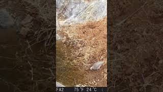 KINALI KEKLÄ°K Alectoris chukar wildlife alectorischukar chicken vahÅŸidoÄŸa animals drone [upl. by Nilkoorb]