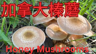 榛蘑季节到了 今天捡了几十斤 Honey Mushroom 2024Sep07 [upl. by Anauqaj]