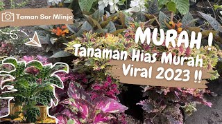 TANAMAN VIRAL TERBARU 2023 ‼️ Review Beraneka Macam Tanaman Hias Murah [upl. by Rust566]