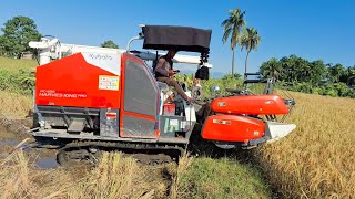 Harvester Kubota DC 68G Harves King ProKubota MiniMulticrop HarvesterChain HarvesterCombined [upl. by Eyot]