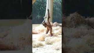 Baby Orangutan Kendari Loves Games Like Kidsshortsfunnyvideoorangutansfunnyanimalszoo [upl. by Finbar]