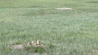 In the Wild Prairie Dogs [upl. by Meli433]