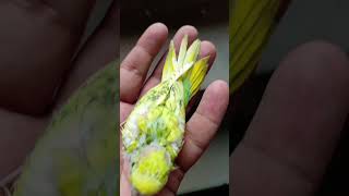 Cute bird baby love топ plz subscribeMy channel [upl. by Dwaine]