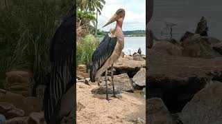 the Powerful Marabou stork egret african finfoot birds forage in natures lakeshore wildlifeviral [upl. by Schnell992]