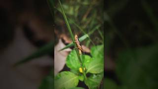 Locust  පළඟැටියා locusts beautifulanimals naturelifest [upl. by Porter317]