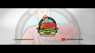 Земляника садовая Маточник Клубничная ферма Лесниченко [upl. by Grearson]