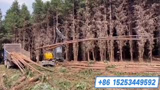 Busy handling the thin long trees loader forest machinery wood eucalyptus wheeledexcavator [upl. by Leunamesoj]