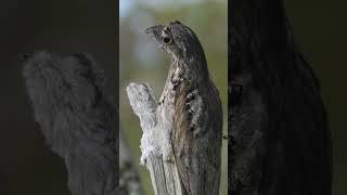 Amazing Bird Potoo [upl. by Rust241]