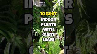 Best indoor plants with giant leaf ✅ [upl. by Irwinn905]