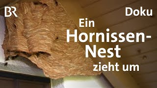 Hornissennest am Haus So werden Hornissen umgesiedelt  Zwischen Spessart und Karwendel  BR [upl. by Amsirak]