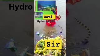 Chhath Puja Snake 🐍hydrophis chhathpuja motivation khansir bihar song khansirpatna 😱👈 [upl. by Meid]