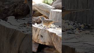 Whitecrowned Sparrow🐦Woodpile Buffet whitecrownedsparrow [upl. by Quennie637]