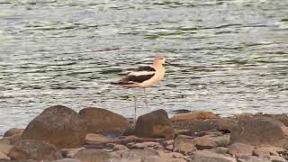 American Avocet at dusk [upl. by Mahgem]