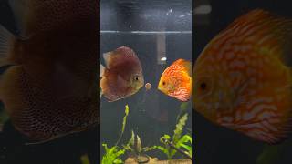 The 90 Gallon Discus Fish Tank [upl. by Alitha880]