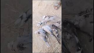 Dove hunting maza aaa gaya😋hunting shikari dove birds [upl. by Tsyhtema849]