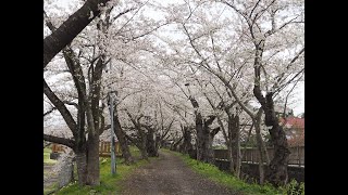 2023年【角館の桜】開花状況 4月17日 [upl. by Leinahtan267]