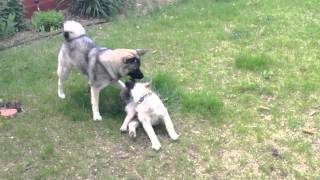 Norwegian Elkhound Fight [upl. by Westhead]