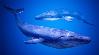 UE4 Blue Whale with Spline Animation [upl. by Monroe112]