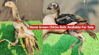 Kaafi Saare Parrot Beak Ke Chicks Available Hai Sell Ke Liye Friends [upl. by Baxie477]