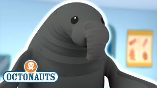 Octonauts  The Enormous Elephant Seal  Full Episode 29  Kidzuko [upl. by Lzeil]