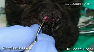 Rinoplastia a laser em cães [upl. by Nolie332]