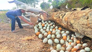 Top Video unique A farmer picks duck eggs under a fallen tree at the edge of a pond picking a lot [upl. by Tabbi108]