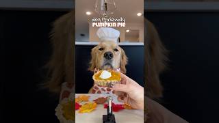 On todays mini mic episode 🎤Dog Friendly Pumpkin Pies Does your dog need one of these dog asmr [upl. by Attennaej]