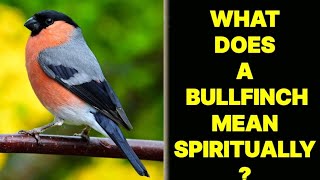 WHAT DOES A BULLFINCH BIRD MEAN SPIRITUALLY [upl. by Polloch]