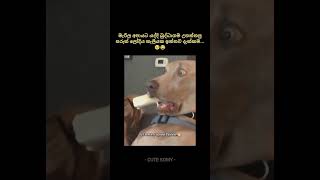 කව්ද සර්ට මේ අපරාදේ කලේ😁🥺😂 shorts foryou pets dogs trending [upl. by Ynnus]