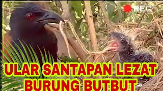 BURUNG RAKUS DAN KEJAM KEMBALI MEMANGSA ULAR [upl. by Anaigroeg]