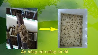 Chia sẽ kinh nghiệm 2 Những lưu ý khi ấp trứng cà cuống đơn giản và hiệu quả Lethocerus indicus [upl. by Schifra]