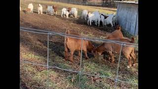 COLORS  Does This Happen on Your Farm boer meatgoats boergoats goats ilovegoats ffa 4H [upl. by Neyut]