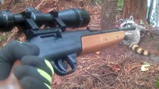 crosman 760 pumpmaster scope raccoon hunting [upl. by Atteselrahc171]