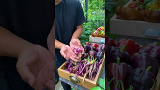 Pinoy Picked a Peck of Purple Peppers [upl. by Napier]