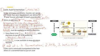 Lactic Acid Fermentation 2 [upl. by Nonnarb590]