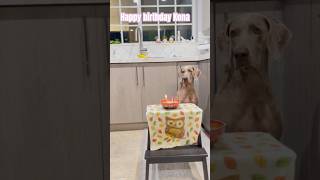 How is a Weimaraner turning old [upl. by Otrepur]